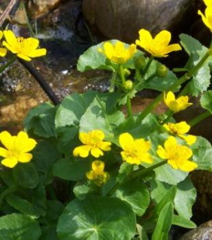 Preview: Top Afrik. Koa 7mm 2-tlg. Einzelstück #056